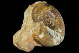 Jurassic Ammonite (Parkinsonia) Fossil - Sengenthal, Germany #177610-2